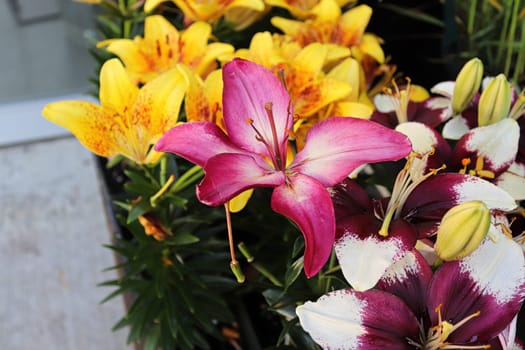 Various colored lilies growing in the garden.
