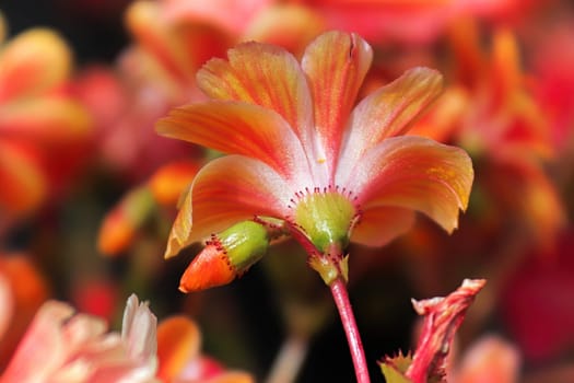 Macro view of the delicate underside petals on a lewisia plant.