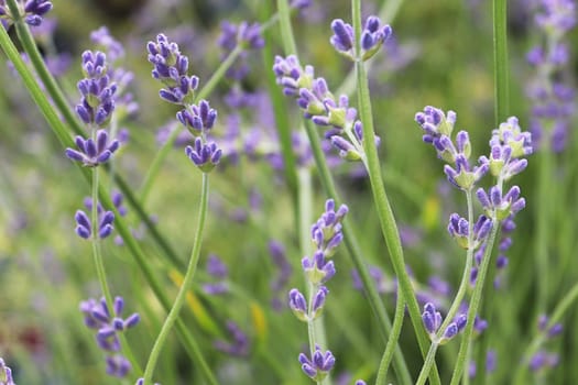 Side view of lavender growing in the garden.