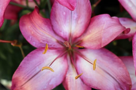 Closeup view of a pink and white lily flower.