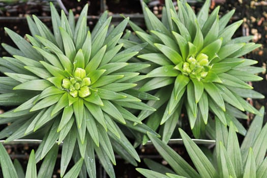The green spiky foliage on lily plants.