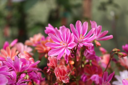 Closeup view of the delicate petals on a lewisia plant.