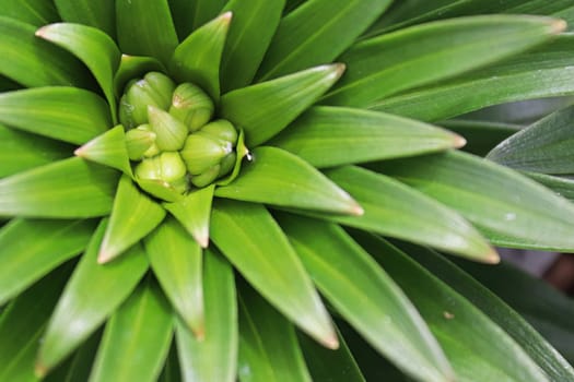 The green spiky foliage on lily plants.