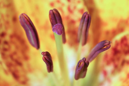 Macro view of the anthers on a lily plant.