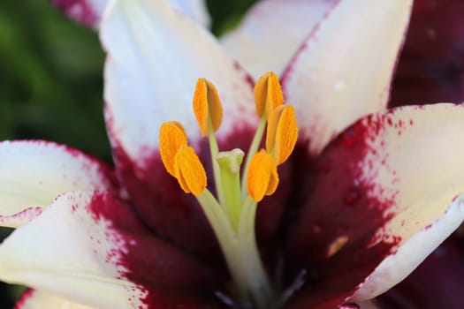 Closeup view of purple and white lily plants.