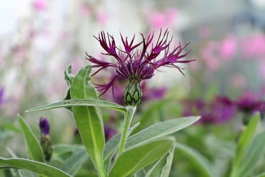 Closeup side view of a purple knapweed flower.