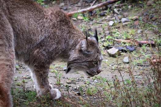 Side view of a lynx body and head.