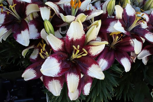 Closeup view of purple and white lily plants.