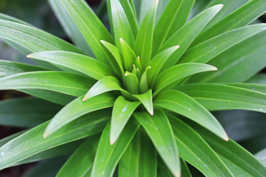 The green spiky foliage on lily plants.