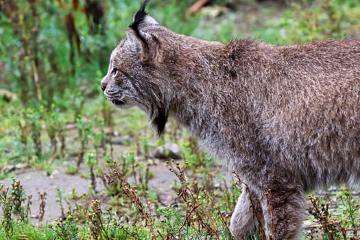 Side view of a lynx body and head.