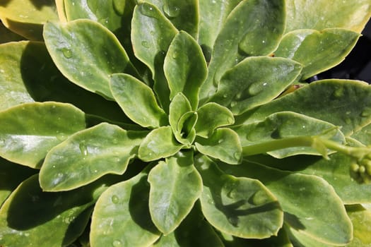 Closeup view of the delicate leaves on a lewisia plant.