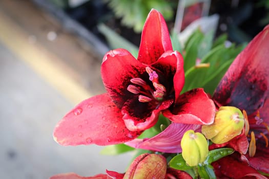 Closeup view of a red and black lily flower.