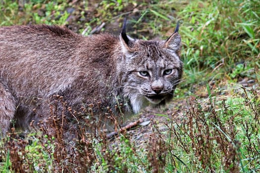 A lynx looks at the camera during summer.