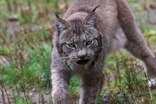 A lynx stauks in the summer grass.