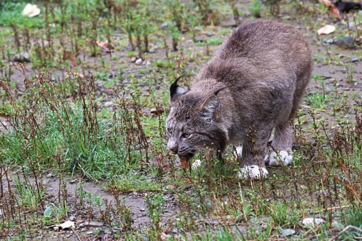 Front view of a lynx eating in the grass.
