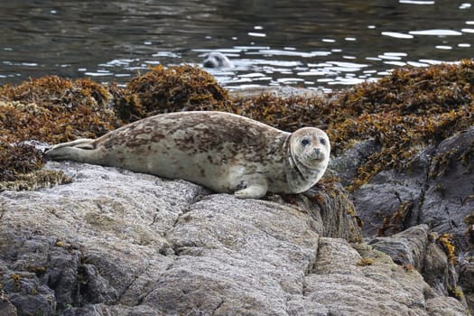 Common seal basking on rocks during the summer.