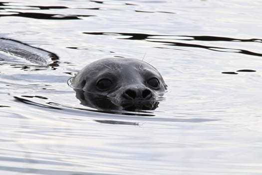 Closeup portrait of a seal head swimming in water.