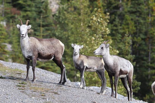 Closeup of mountain sheep walking close to a road.