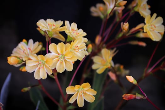 Closeup view of the delicate petals on a lewisia plant.