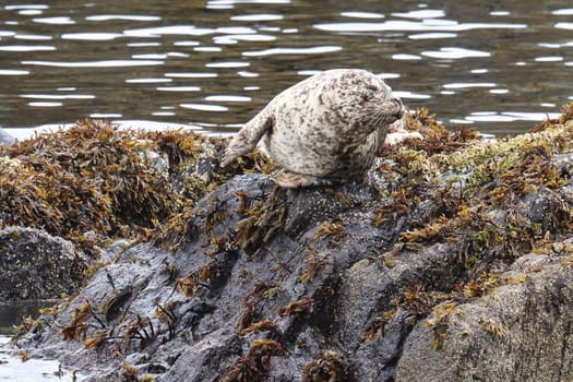 Common seal basking on rocks during the summer.