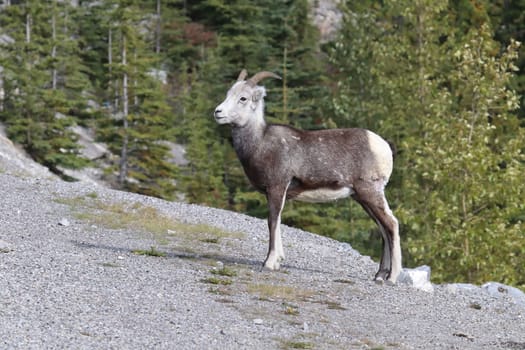 Closeup of mountain sheep walking close to a road.
