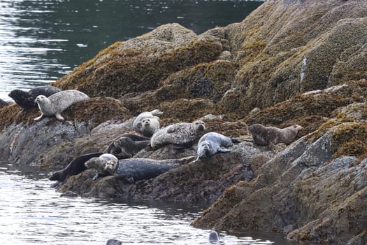 Common seals basking on rocks during the summer.