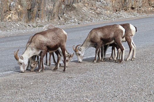 Closeup of mountain sheep licking salt on a the highway.