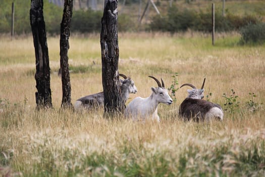 Mountain sheep resting in a meadow during summer.