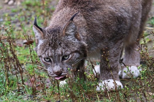 Front view of a lynx eating in the grass.