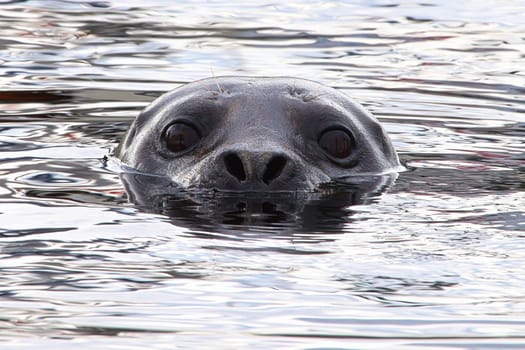 Closeup portrait of a seal head swimming in water.
