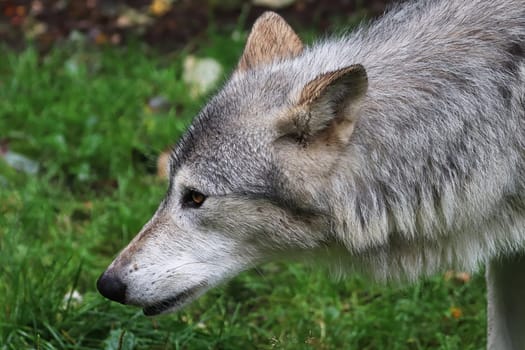 Side view portrait of a wolf's head.