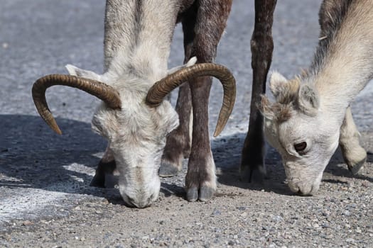 Closeup of mountain sheep licking salt on a the highway.