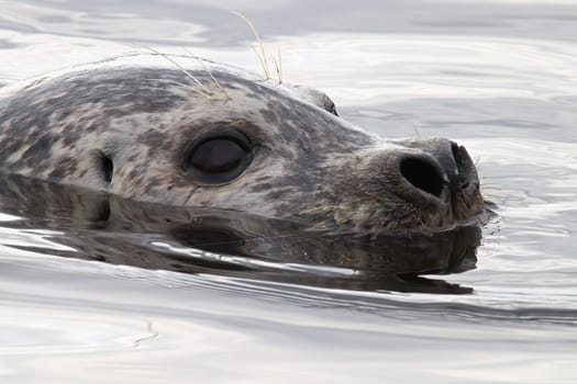 Closeup portrait of a seal head swimming in water.