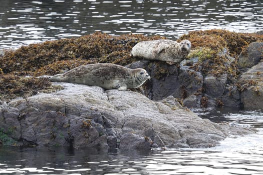 Common seals basking on rocks during the summer.