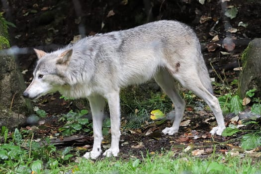 Closeup of a wolf with a wound on its leg.