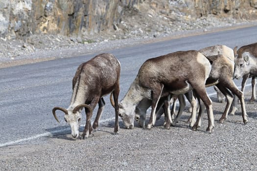Closeup of mountain sheep licking salt on a the highway.