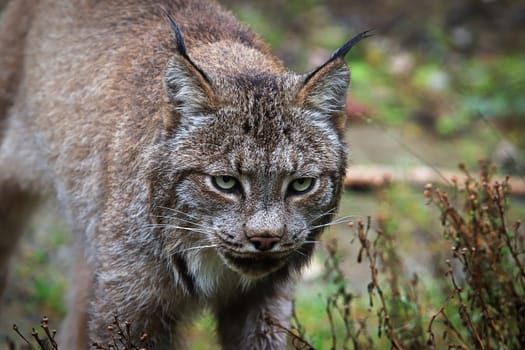 Closeup portarit of a lynx's head and ears.