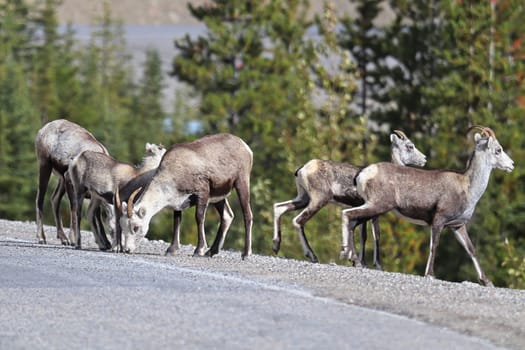 Closeup of mountain sheep walking close to a road.