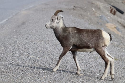 Closeup of mountain sheep walking close to a road.
