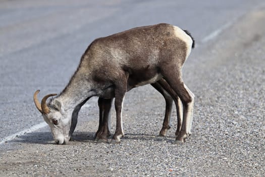 Closeup of mountain sheep licking salt on a the highway.