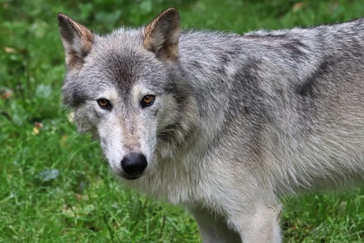 A wolf glares at the camera with a green background.