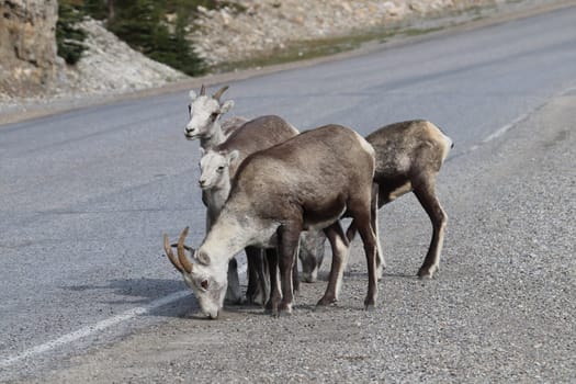 Closeup of mountain sheep licking salt on a the highway.