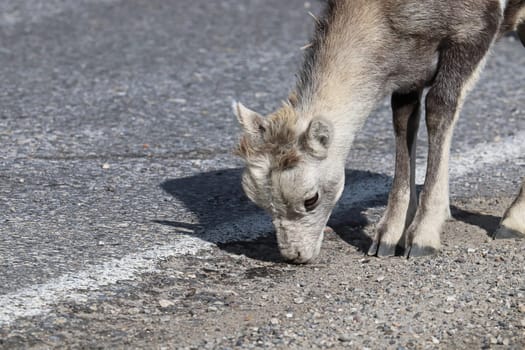 Closeup of mountain sheep licking salt on a the highway.