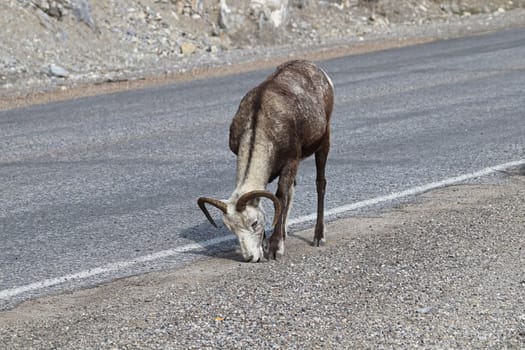 Closeup of mountain sheep licking salt on a the highway.