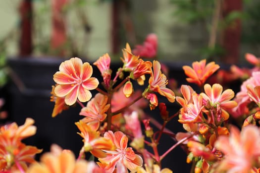 Closeup view of the delicate petals on a lewisia plant.