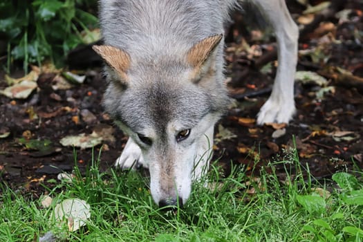 A wolf sniffs the ground during summer.
