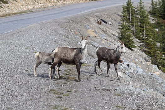 Closeup of mountain sheep walking close to a road.