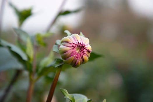 Beautiful  Pink color flower Buds front view with Blurry Background. Spring flower bud Natural view.