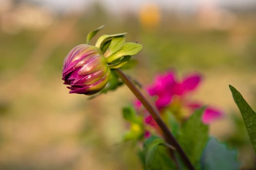 Beautiful Pink Color flower Buds with Blurry Background. Spring flower bud. dahlia flower bud Natural view.