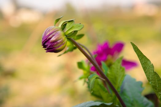 Beautiful Pink Color flower Buds with Blurry Background. Spring flower bud. dahlia flower bud Natural view.